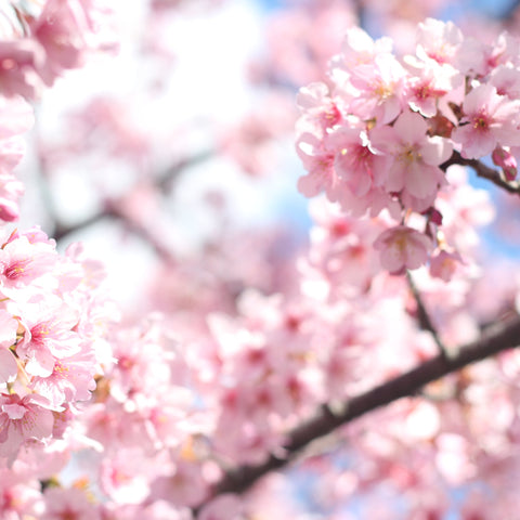 Ornamental Flowering Cherry Blossom Tree Dwarf - Incisa 'Cunera' 100-120cm
