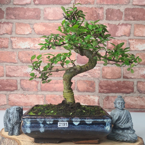 Chinese Elm (Ulmus Parvifolia) Bonsai Tree | Shaped | In 20cm Pot