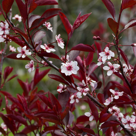 Zierkirschbaum mit Blüten - 'Cistena'