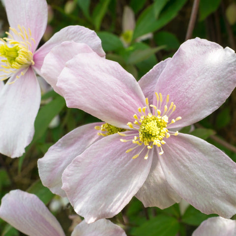 Clematis montana 'Fragrant Spring' 60cm