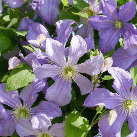 Clematis 'Prince Charles' 75 cm