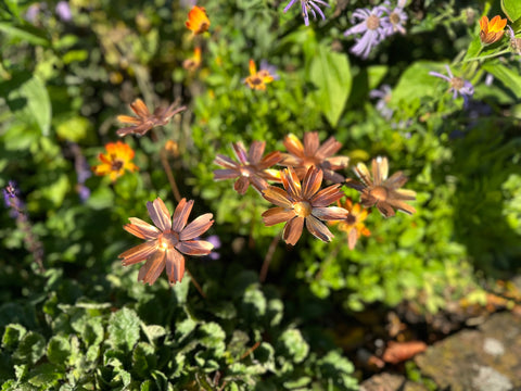 Copper Cosmos Flower