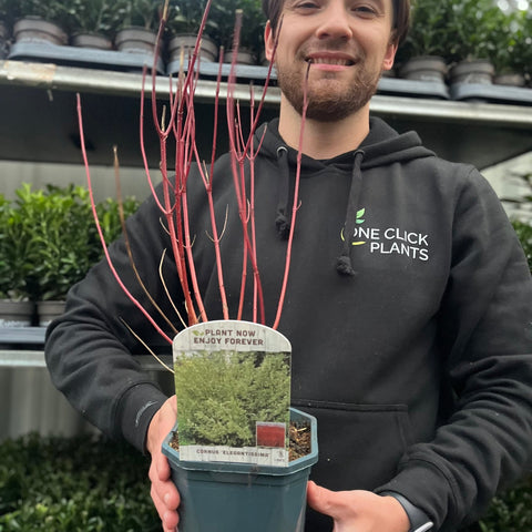 Cornus alba Elegantissima 1L / 2L