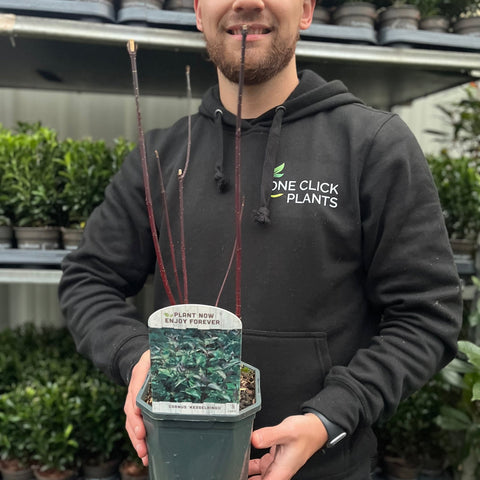 Cornus 'Kesselringii' – Schwarzer Hartriegel 1L / 2L