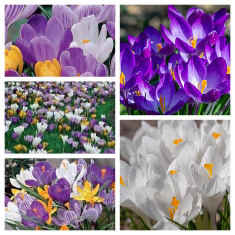 Crocus Large Flowering Mixed (15 Bulbs)