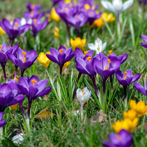 Crocus Large Flowering Mixed (7 Bulbs)