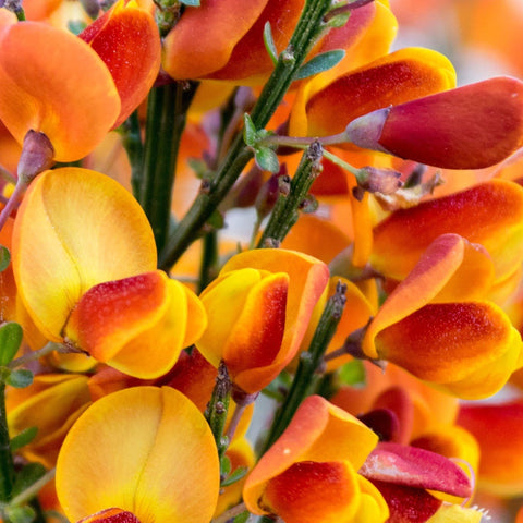 Cytisus ‘Killiney Red’ 1L