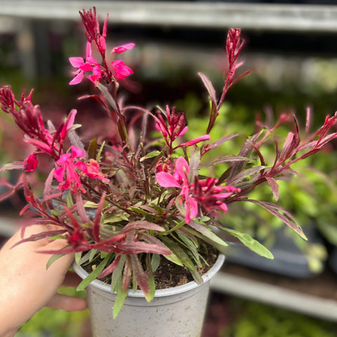 Gaura lindheimeri Gaudi Red 9cm/1.5L