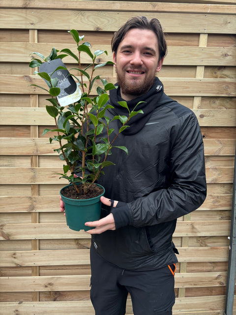 Camellia japonica 'Baby Sis' 40-50cm / 100-120cm
