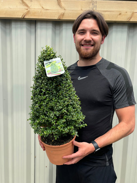 Ilex crenata 'Dunkelgrün' Zapfen / Pyramide 3L