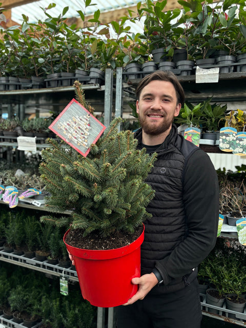 Echter Weihnachtsbaum aus dem Topf | Fichte 'Super Blue' | 70–80 cm