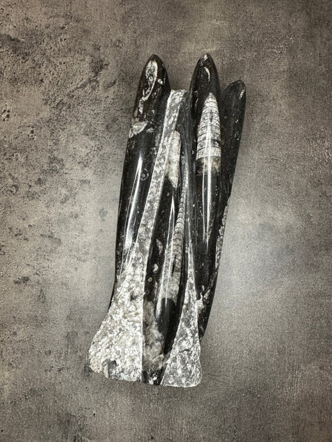 Orthoceras – XL Turm, Freiform
