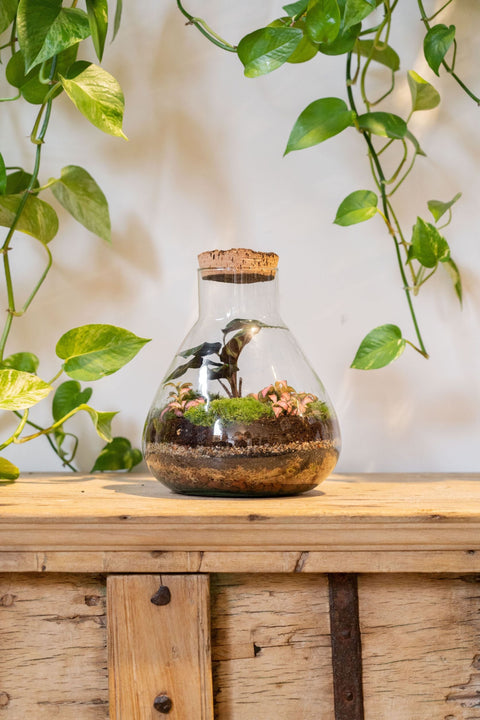 LAB Jar Terrarium Tropical