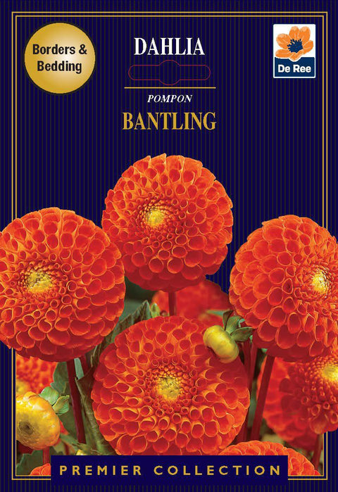 Dahlie | Pompon | Bantling (1 Knolle)