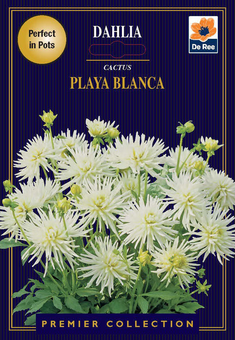 Dahlia | Cactus | Playa Blanca (1 Tuber)