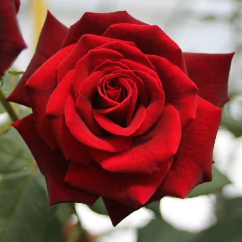 Deep Secret – Hybrid-Teerose