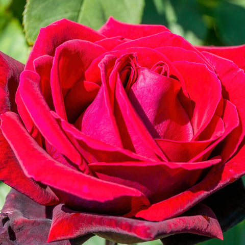 Deep Secret – Hybrid-Teerose