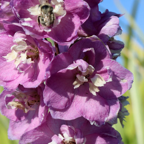 Delphinium Pacific Pink 1L