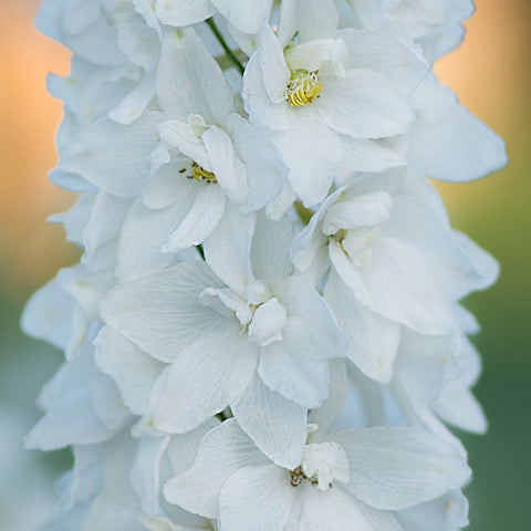 Delphinium Excalibur White 9cm/1.5L