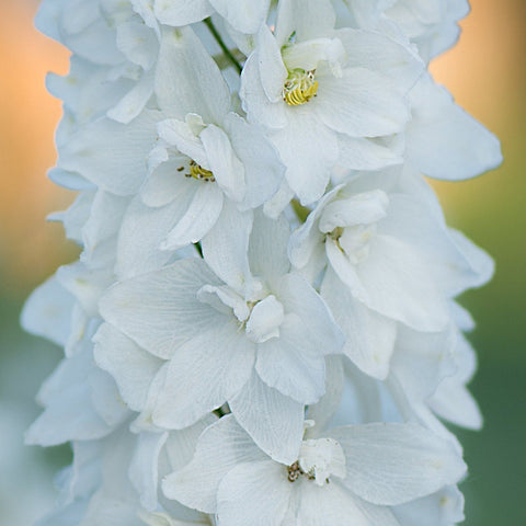 Delphinium elatum Guardian White 3L