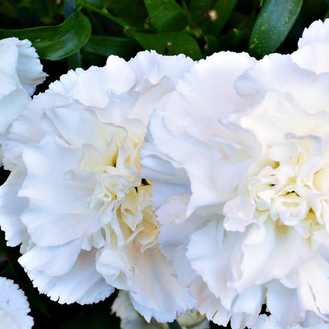Nelke 'Brautstern' im 9-cm-Topf
