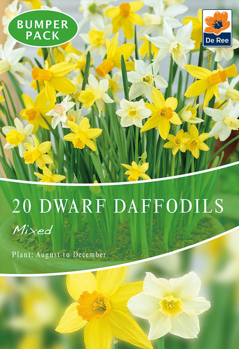Dwarf Daffodil Bulbs Mixed (20 Bulbs)