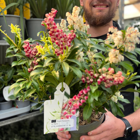 Pieris japonica 'Twins’ 2L (50-60cm)