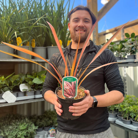 Phormium 'Rainbow Sunrise' 2L (40-50 cm inklusive Topf)