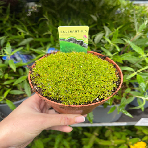 Scleranthus uniflorus 10cm Anzuchttopf