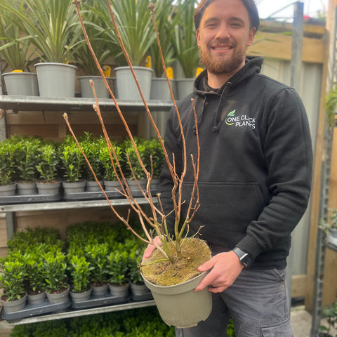 Azalea knaphill 'White Throat' 5L (80-90cm inc. pot)