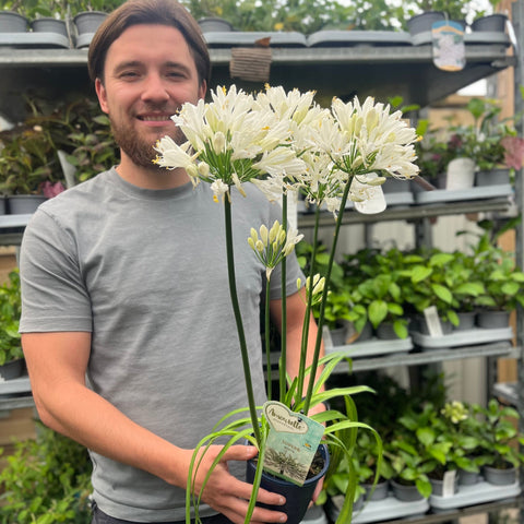 Agapanthus 'Africanus' – Afrikanische Lilie (weiß) 1,5 l