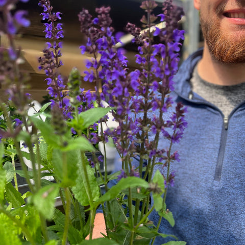 Salvia nemorosa Salute Deep Blue 2L