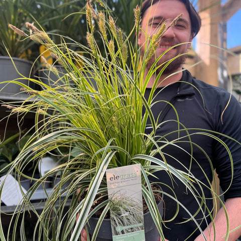 Carex 'Feather Falls' 3L