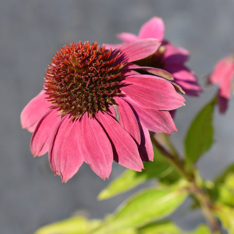 Echinacea purpurea 9 cm / 2 l