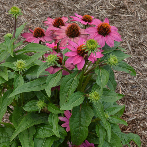 Echinacea purpurea 9 cm / 2 l
