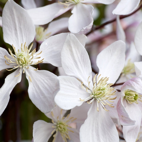 Clematis armandii - 'Enham Star' (Immergrün und duftend)