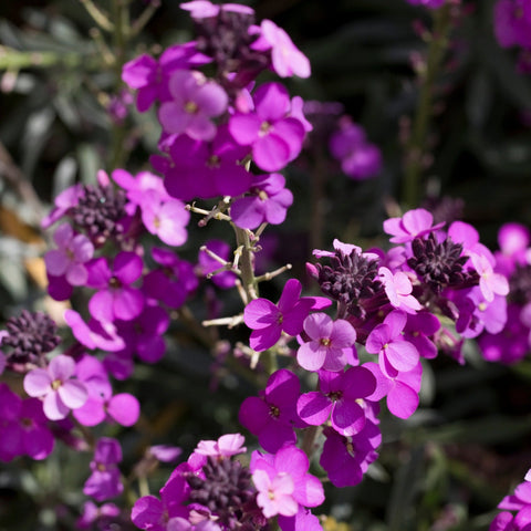 Erysimum 'Bowles Mauve' (Three Sizes Available)