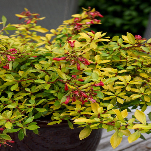 Escallonia 'Golden Carpet' 9 cm