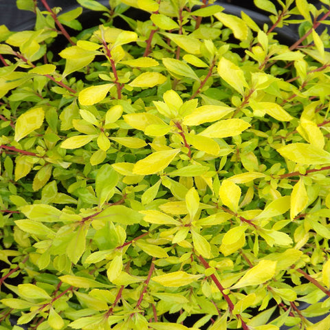 Escallonia 'Golden Carpet' 9 cm