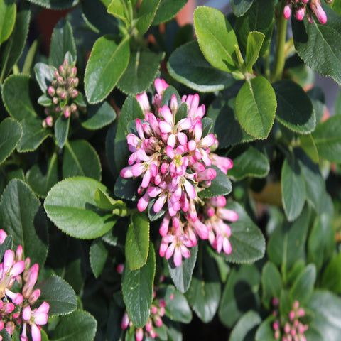 Escallonia 'Pink Elle' 9 cm