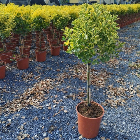 Sonderangebot: Halbstamm-Euonymus japonica 'Aureus' 100 cm (2 für 54,99 £)