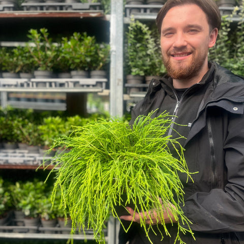 Chamaecyparis pisifera 'Sungold' 2L