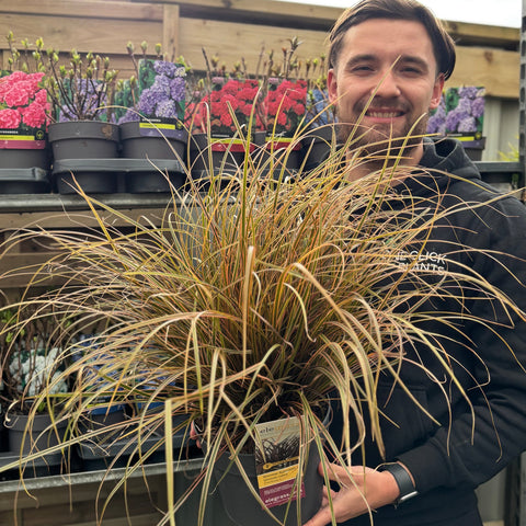 Uncinia Rubra 'Everflame' Ziergras 3L