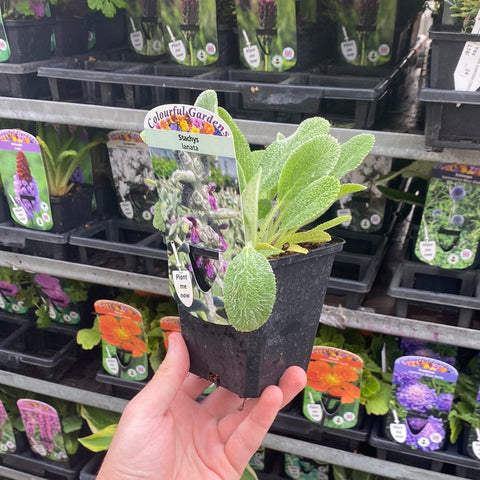 Stachys lanata 9cm / 2L
