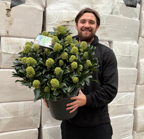 Skimmia japonica 'White Globe' 3L / 12L