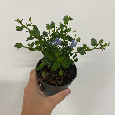 Ceanothus 'Victoria' (Lilas de Californie) 9 cm / 2 L / 5 L / 10 L