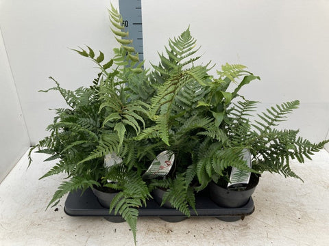 Mix of 3 Ferns 11cm / 2L / 3L