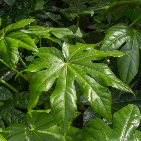 Fatsia japonica 2L (60-70cm)