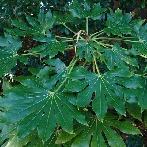 Fatsia japonica 70-80cm (3L)