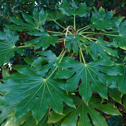 Fatsia japonica 2L (60-70cm)
